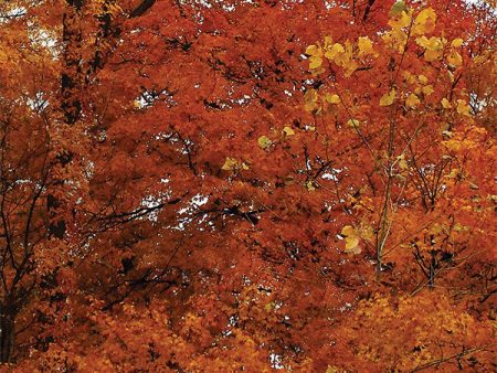 Autumn Colors Background Discount