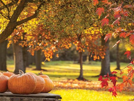 Autumn Harvest Fall Pumpkins Photography Backdrop For Cheap