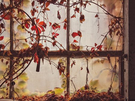 Overgrown Window   Photography Print For Discount