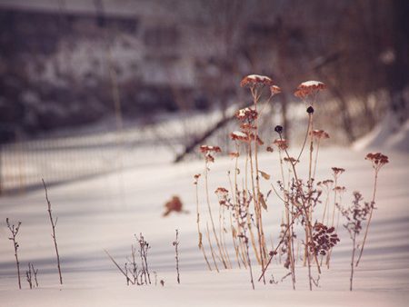 Out of the Snow   Photography Print For Sale