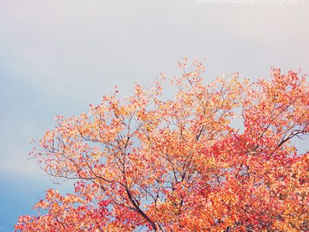 Colorful October   Photography Print For Sale