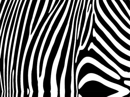 Zebra Printed Photo Backdrop For Discount