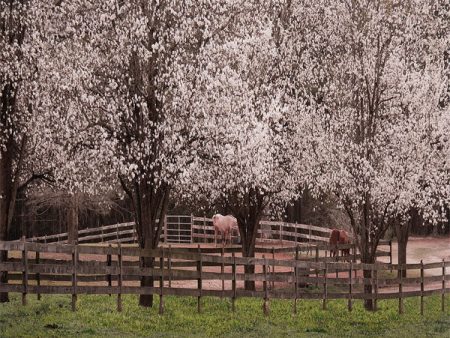 Augusta Ranch Photography Backdrop For Cheap