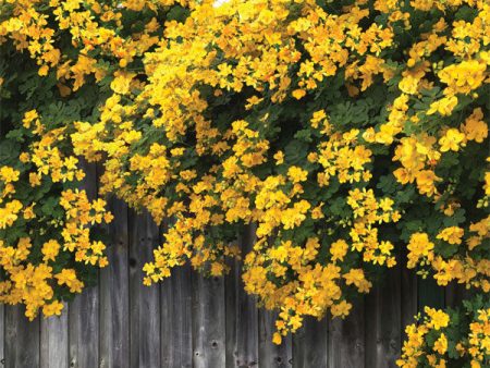 Yellow Floral Fence Printed Photo Backdrop Online Hot Sale